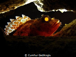 Scorpaena maderensis
Back lighted by Cumhur Gedikoglu 